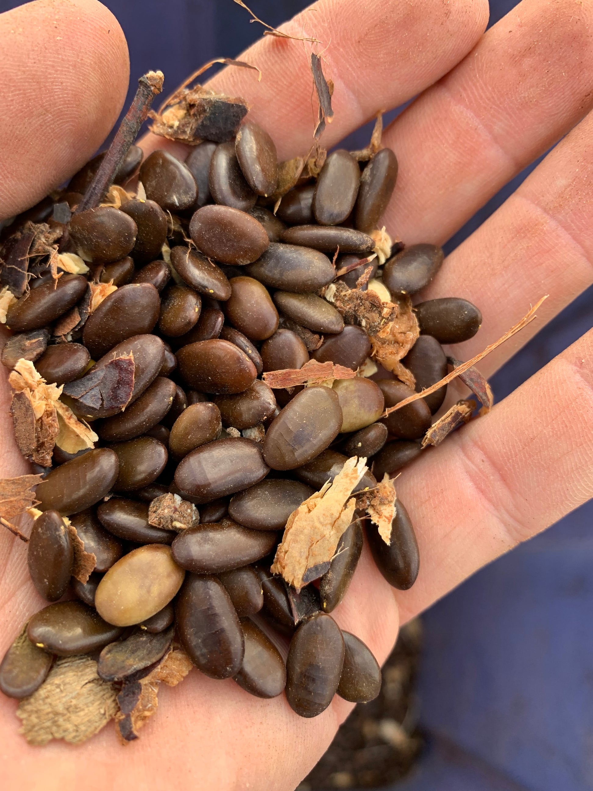 planting honey locust seeds Honey Locust Seed – Living Soil Tree Farm