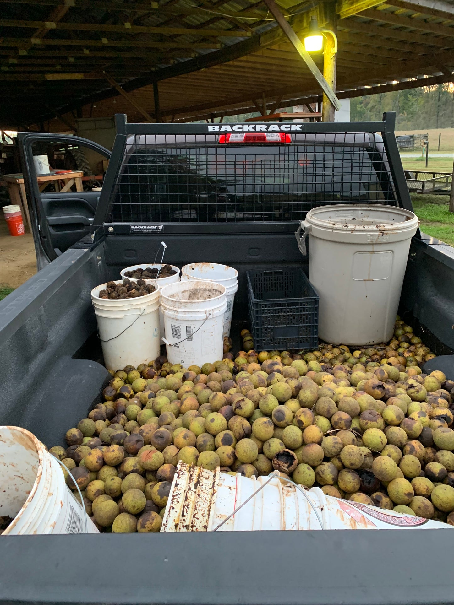 Black Walnut Seed