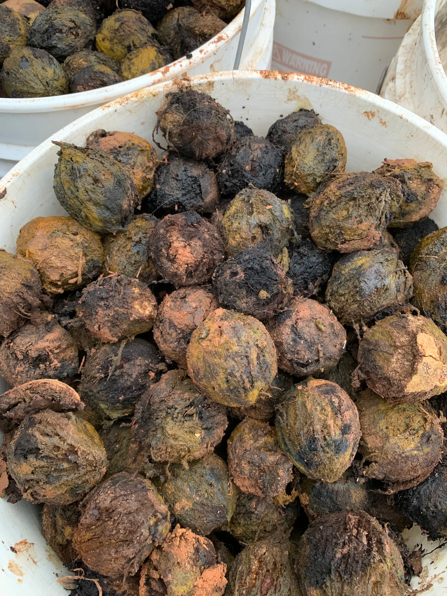 Black Walnut Seed