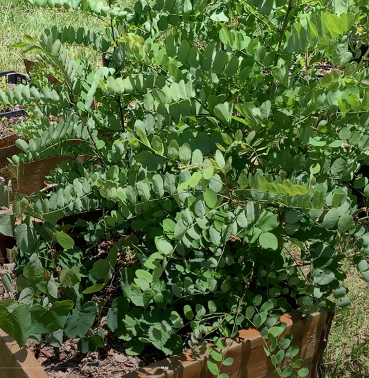 Black Locust