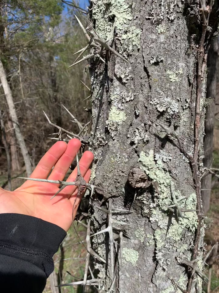Honey Locust – Living Soil Tree Farm