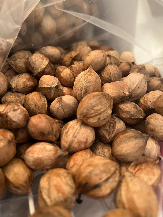 Hickory Seed Nuts