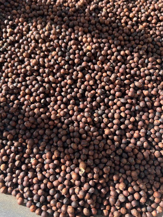 Sassafras seeds