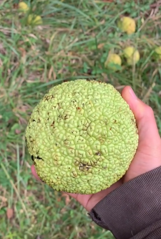 Osage Orange