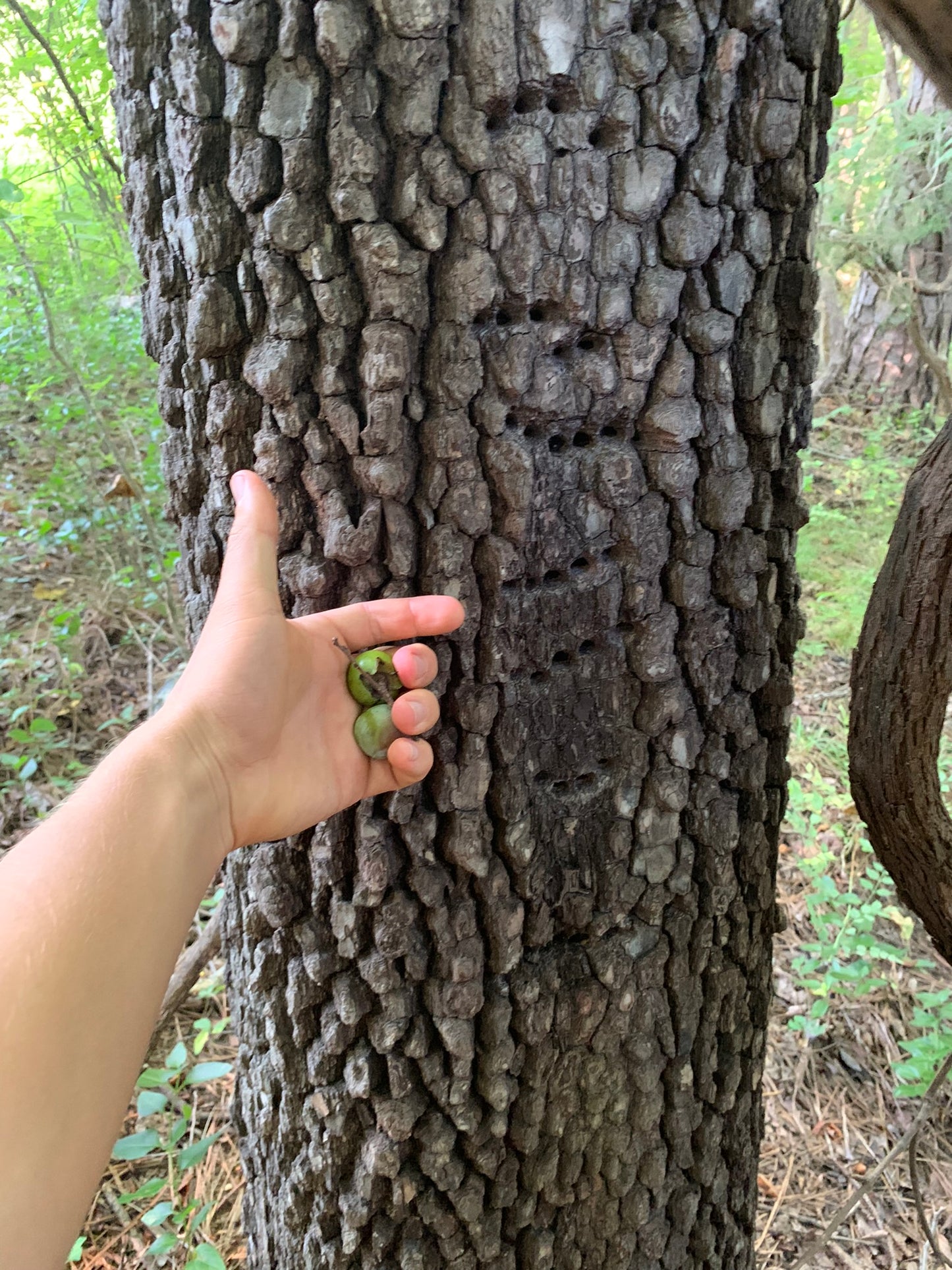 American Persimmon