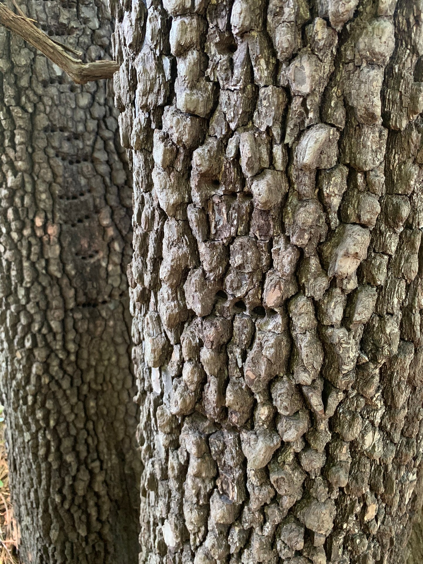 American Persimmon