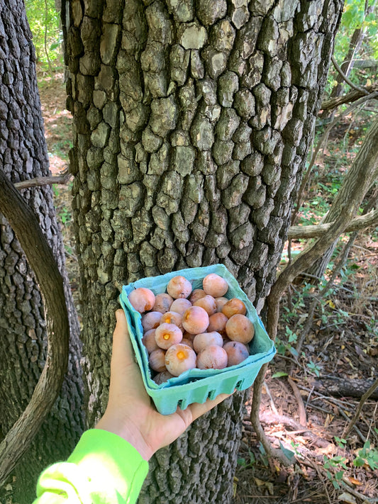 American Persimmon